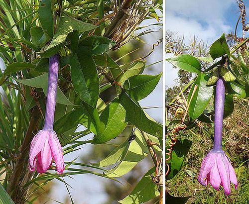 Passiflora roseorum farm4staticflickrcom376011256899504244cd8ea9