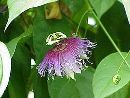 Passiflora serratifolia httpsuploadwikimediaorgwikipediacommonsthu