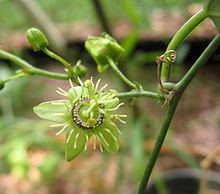 Passiflora suberosa httpsuploadwikimediaorgwikipediacommonsthu