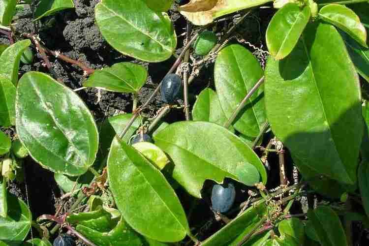 Passiflora suberosa Passiflora suberosa