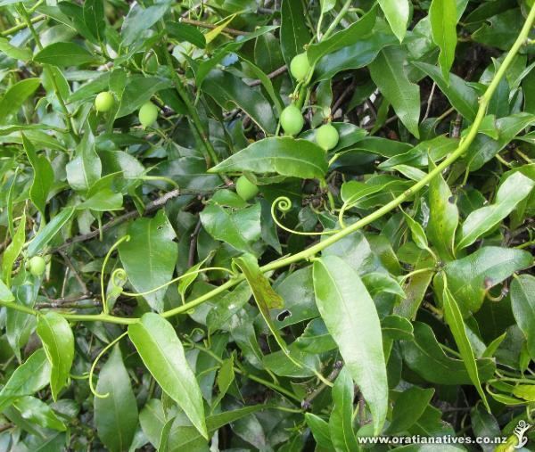 Passiflora tetrandra Passiflora tetrandra Oratia Native Plant Nursery