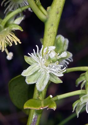 Passiflora tetrandra Passiflora tetrandra New Zealand Plant Conservation Network