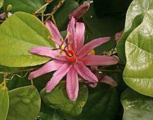 Passiflora tulae httpsuploadwikimediaorgwikipediacommonsthu