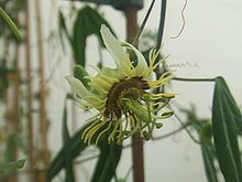 Passiflora xishuangbannaensis httpsuploadwikimediaorgwikipediacommonsthu