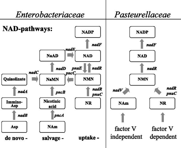 Pasteurellaceae NAD Utilization in Pasteurellaceae Simplification of a Complex Pathway