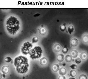 Pasteuria ramosa Modle biologique Daphnia magnaPasteuria ramosa UMR CNRS 5558