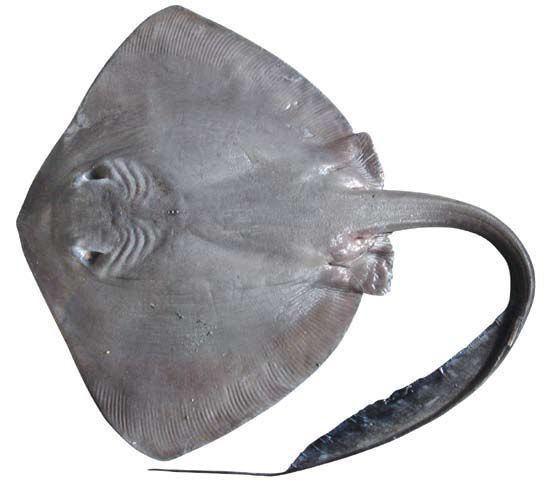 Pastinachus Pastinachus atrus SharkReferences