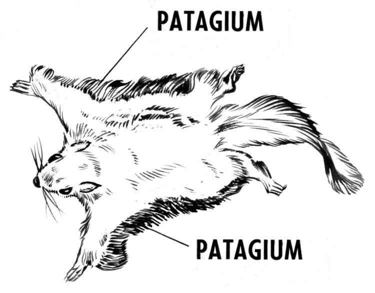 Patagium