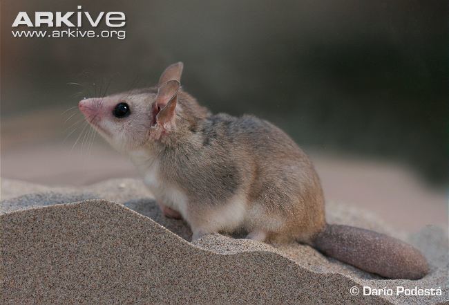 Patagonian opossum cdn2arkiveorgmediaC7C75BCCD0DD9940289A97B