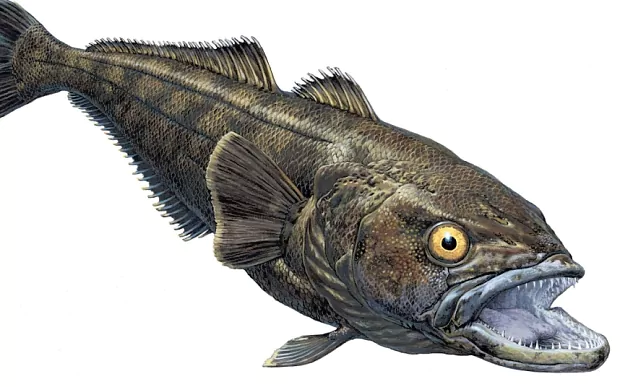 Patagonian toothfish How Prince Charles39 letters almost helped save the Patagonian