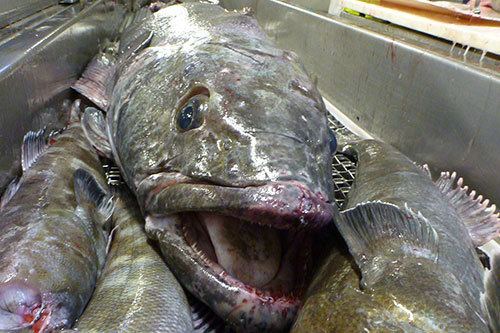 Patagonian toothfish Toothfish Australian Fisheries Management Authority AFMA