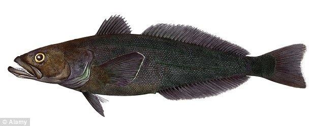Patagonian toothfish How the Patagonian Toothfish became the star of Charles39 39black