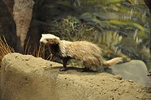 Patagonian weasel httpsuploadwikimediaorgwikipediacommonsthu