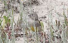 Patagonian yellow finch httpsuploadwikimediaorgwikipediacommonsthu