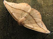 Patalene (moth) httpsuploadwikimediaorgwikipediacommonsthu
