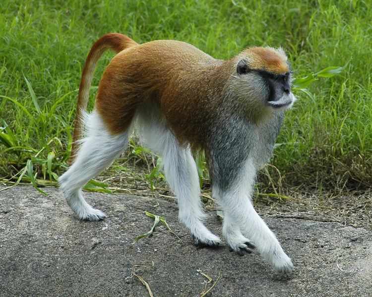 Patas monkey The Handsome Patas Monkey Fastest Monkey On Land Lazer Horse