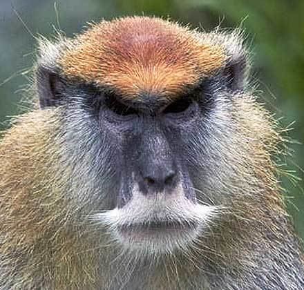 Patas monkey Patas Monkey Fastest on the Ground Animal Pictures and Facts