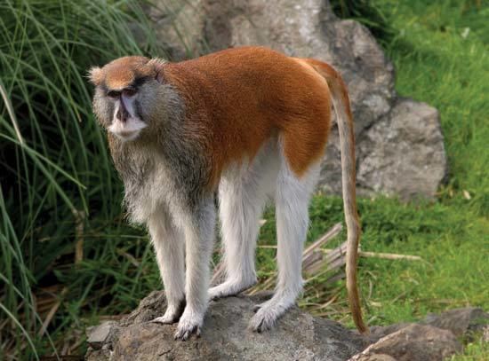 Patas monkey patas monkey primate Britannicacom