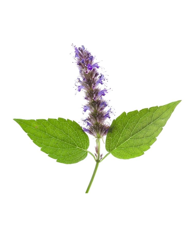 patchouli in tamil