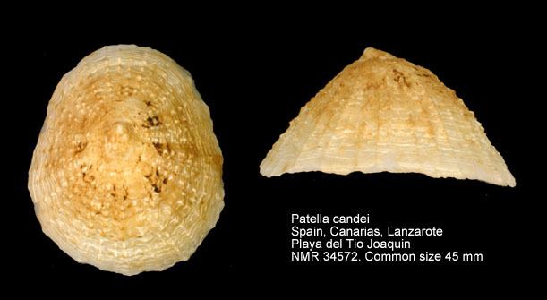 Patella candei HomeNATURAL HISTORY MUSEUM ROTTERDAM Mollusca Gastropoda