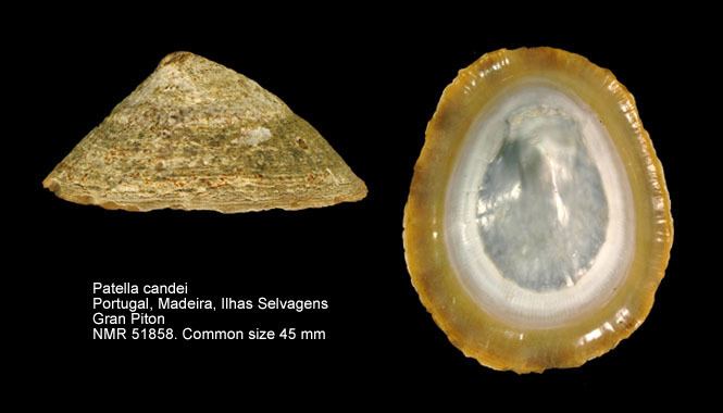 Patella candei HomeNATURAL HISTORY MUSEUM ROTTERDAM Mollusca Gastropoda