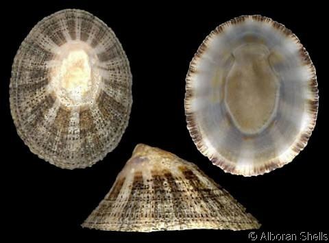 Patella (gastropod) Patella Patella rustica