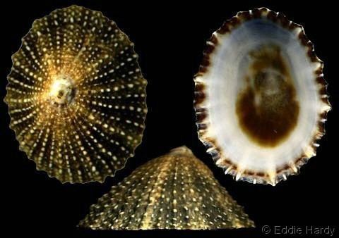 Patella (gastropod) Shell Catalogue Family PATELLIDAE
