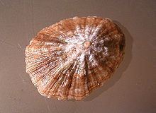 Patella (gastropod) httpsuploadwikimediaorgwikipediacommonsthu