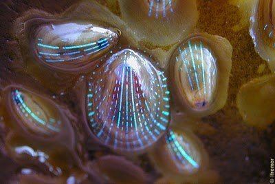 Patella pellucida The Bluerayed Limpet Looks Like a Butterfly But Stomps Like a Bee