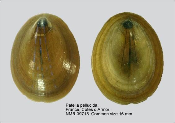 Patella pellucida WoRMS Photogallery