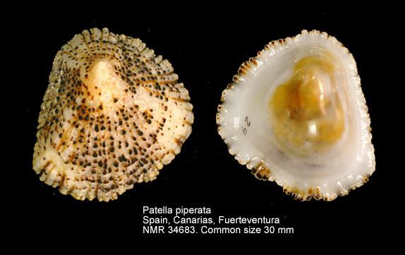 Patellidae HomeNATURAL HISTORY MUSEUM ROTTERDAM Mollusca Gastropoda