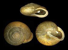 Patera (gastropod) httpsuploadwikimediaorgwikipediacommonsthu