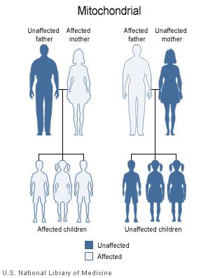 Paternal mtDNA transmission
