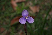 Patersonia fragilis httpsuploadwikimediaorgwikipediacommonsthu