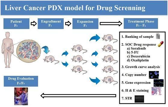 Patient-derived tumor xenograft Liver Cancer Patient Derived Tumor Xenograft ModelShanghai Model