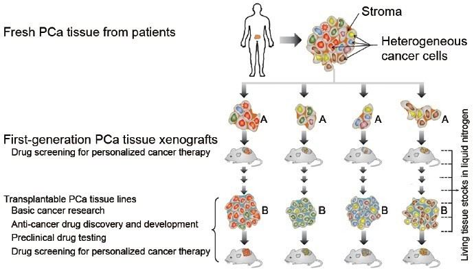 Patient-derived tumor xenograft Next generation patientderived prostate cancer xenograft models Lin