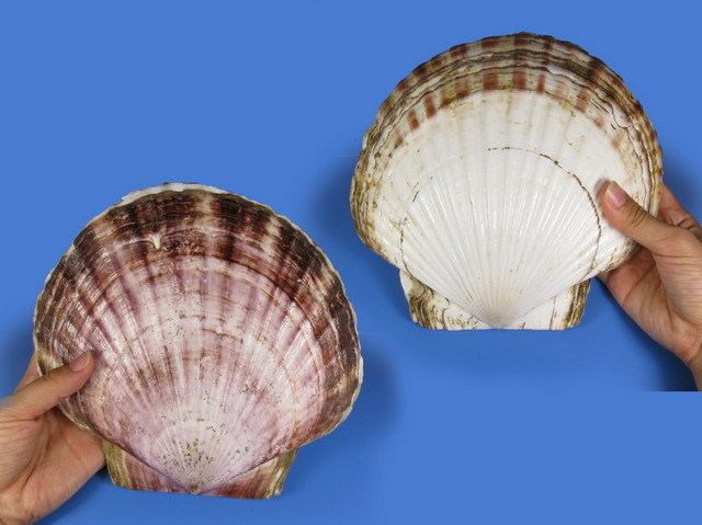 Patinopecten yessoensis Patinopecten yessoensis Patinopecten yessoensisPectinidaeMarine