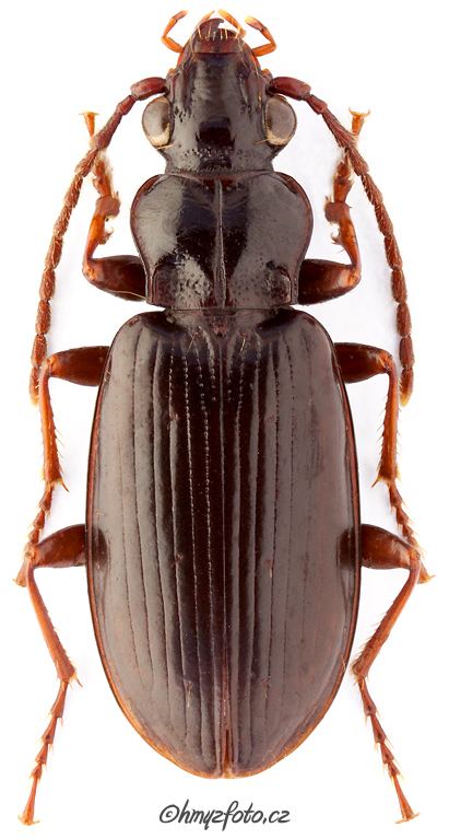 Patrobus Genus Patrobus Dejean 1821 10 Carabidae
