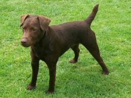 Patterdale Terrier Patterdale Terrier Dog Breed Information Facts Photos Care