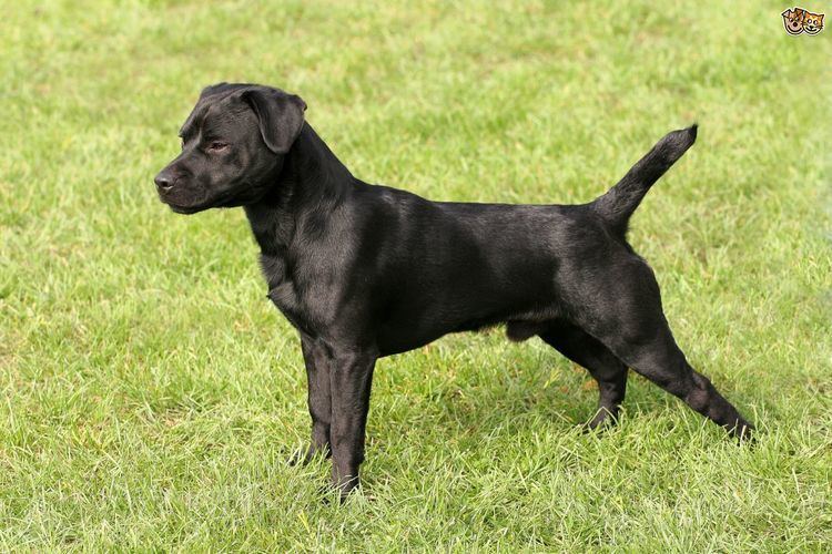 Patterdale Terrier Patterdale Terrier Dog Breed Information Facts Photos Care