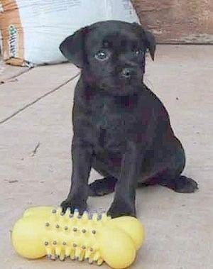 Patterdale Terrier Patterdale Terrier Dog Breed Information and Pictures