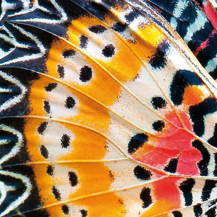 Patterns in nature- Butterfly wing