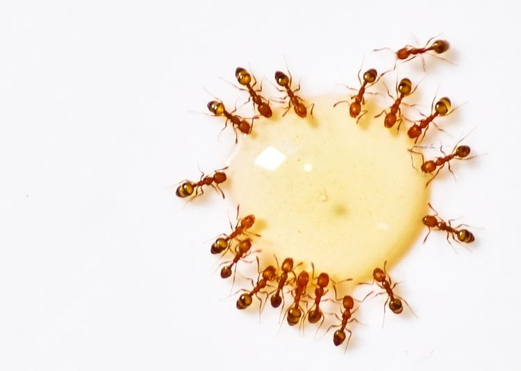 Patterns of self-organization in ants