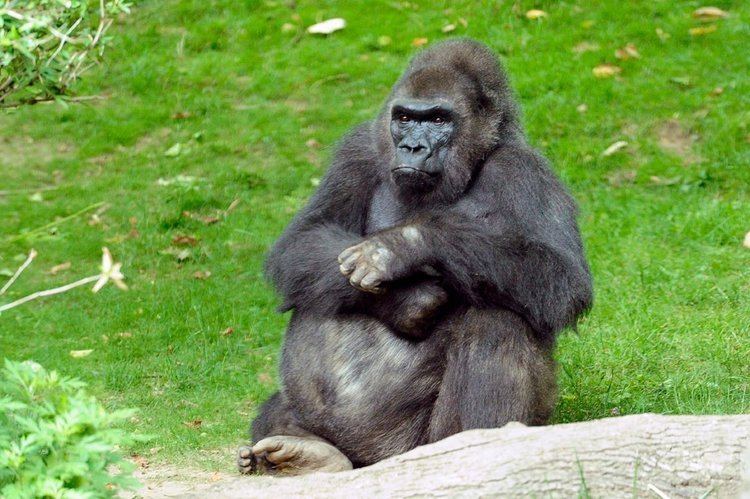 Pattycake (gorilla) Pattycake the Bronx Zoo Gorilla Is Dead at 40 The New York Times