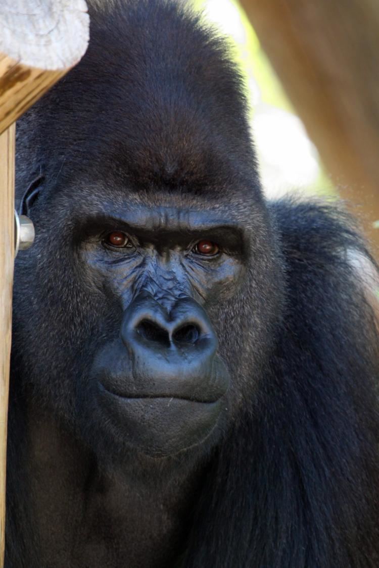 Pattycake (gorilla) Pattycake may be gone but famous gorilla39s offspring live on NY