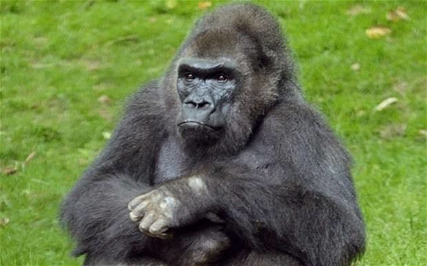 Pattycake (gorilla) Pattycake New York39s most beloved gorilla dies at age 40 Telegraph