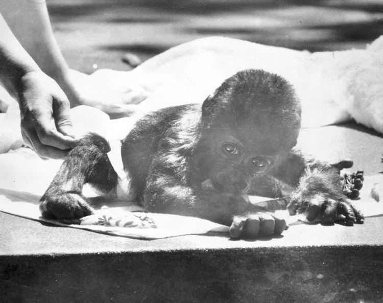 Pattycake (gorilla) Pattycake 1973 Photos Beloved Bronx Zoo gorilla Pattycake