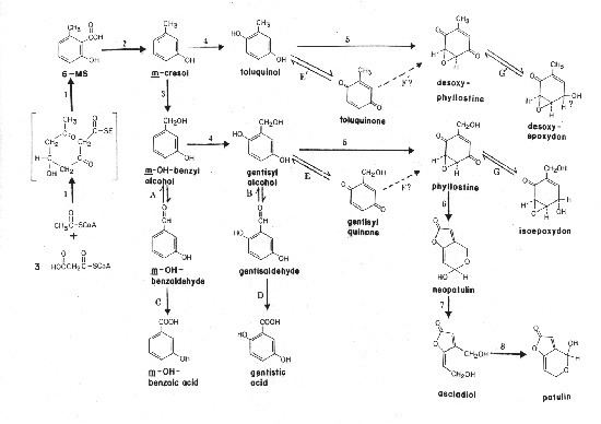 Patulin Patulin Biosynthetic Pathway
