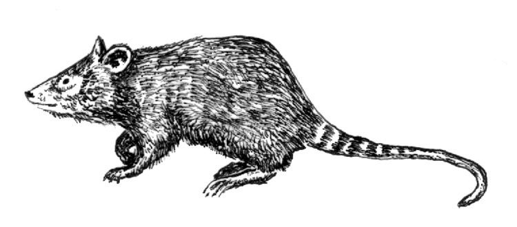 Paucituberculata Shrew opossum Wikipedia