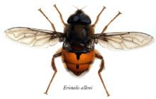 Paul Allen's flower fly httpsuploadwikimediaorgwikipediacommonsthu